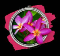* SCENTSATION TROPICAL WINDS